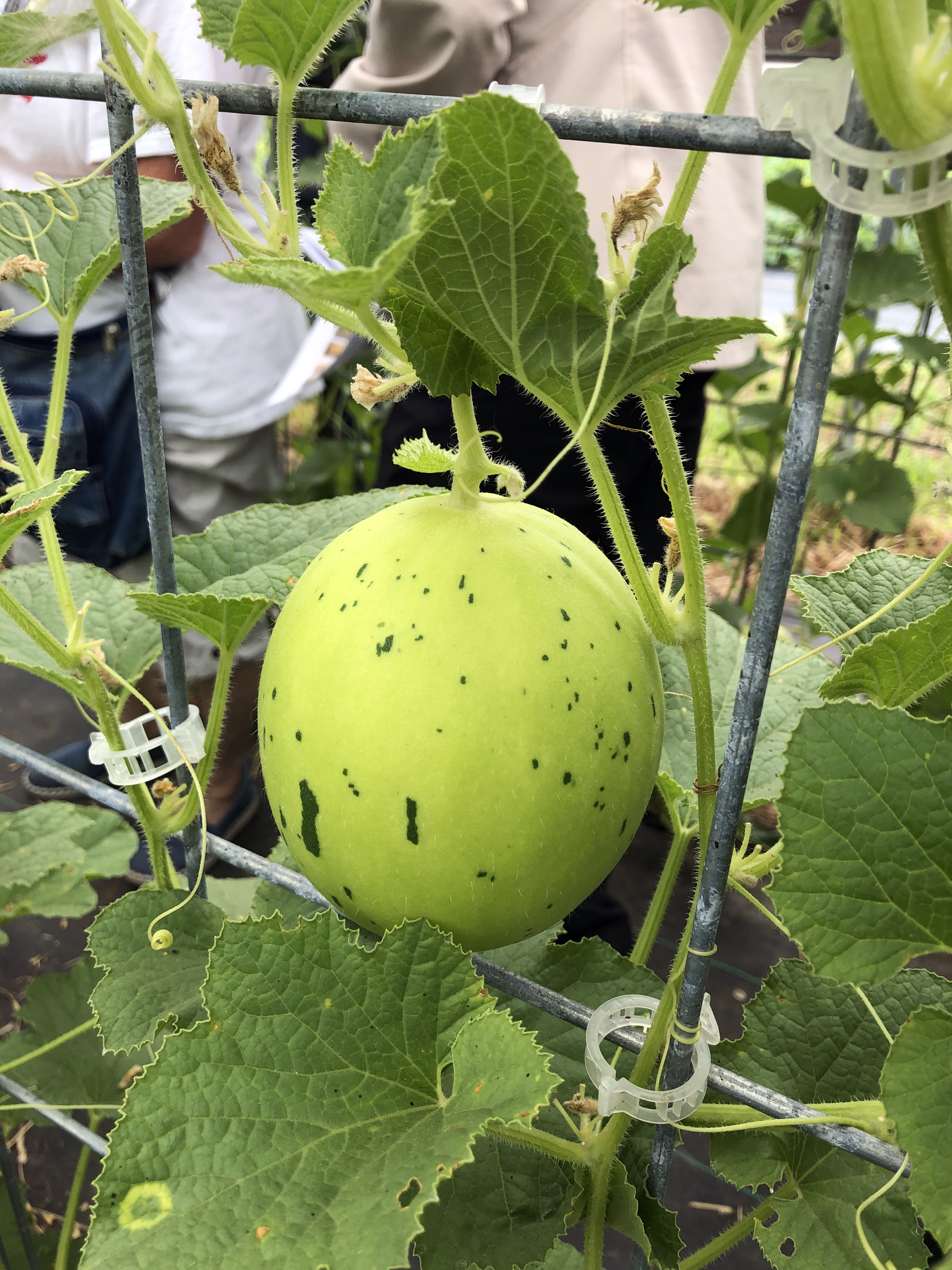 a green melon hangs on a trellis