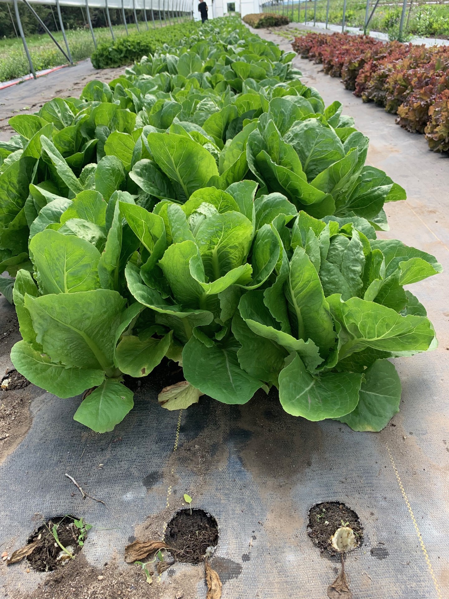 a closeup of a row of green plants