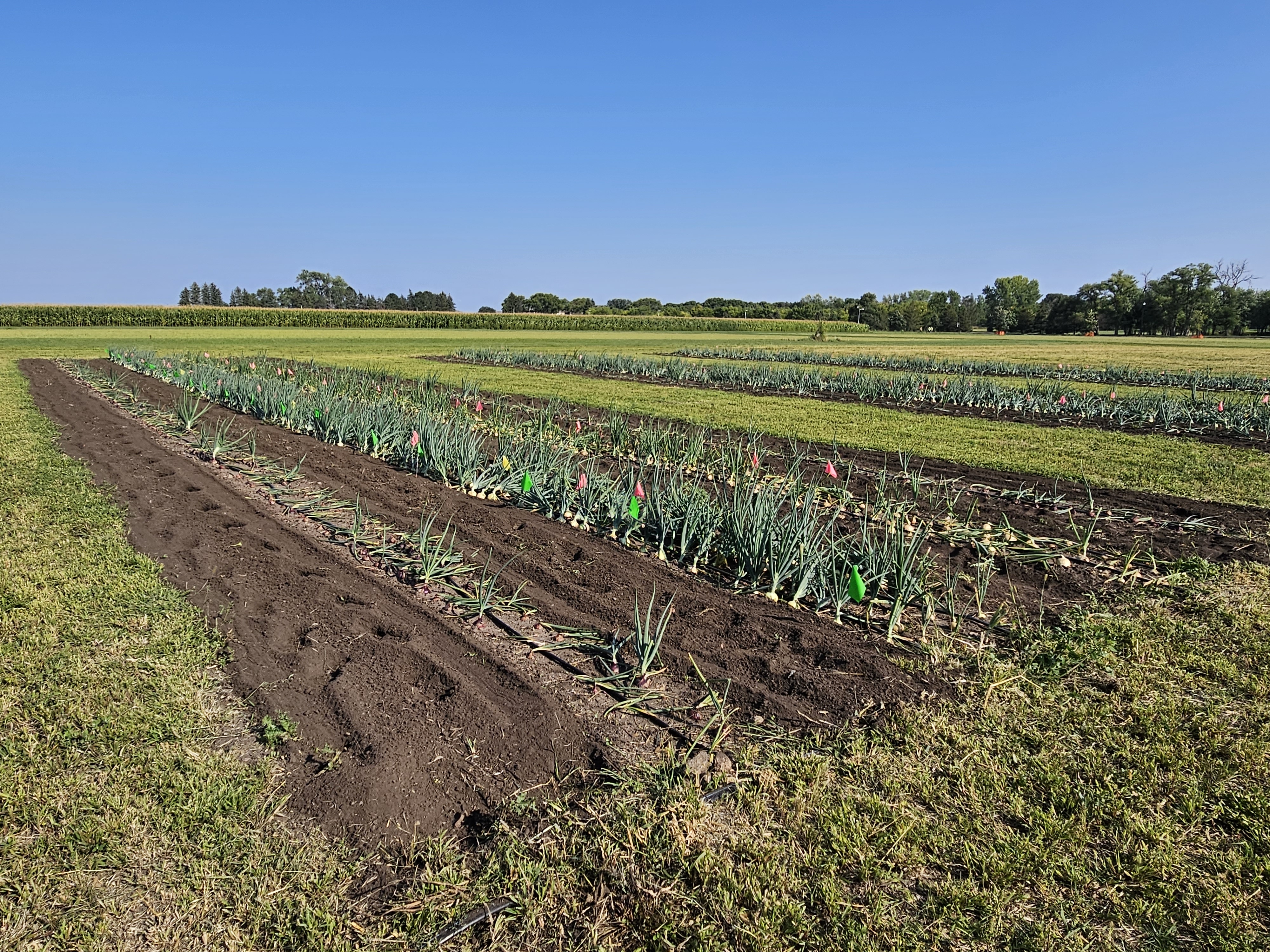 Rows of specialty crops are shown in a field
