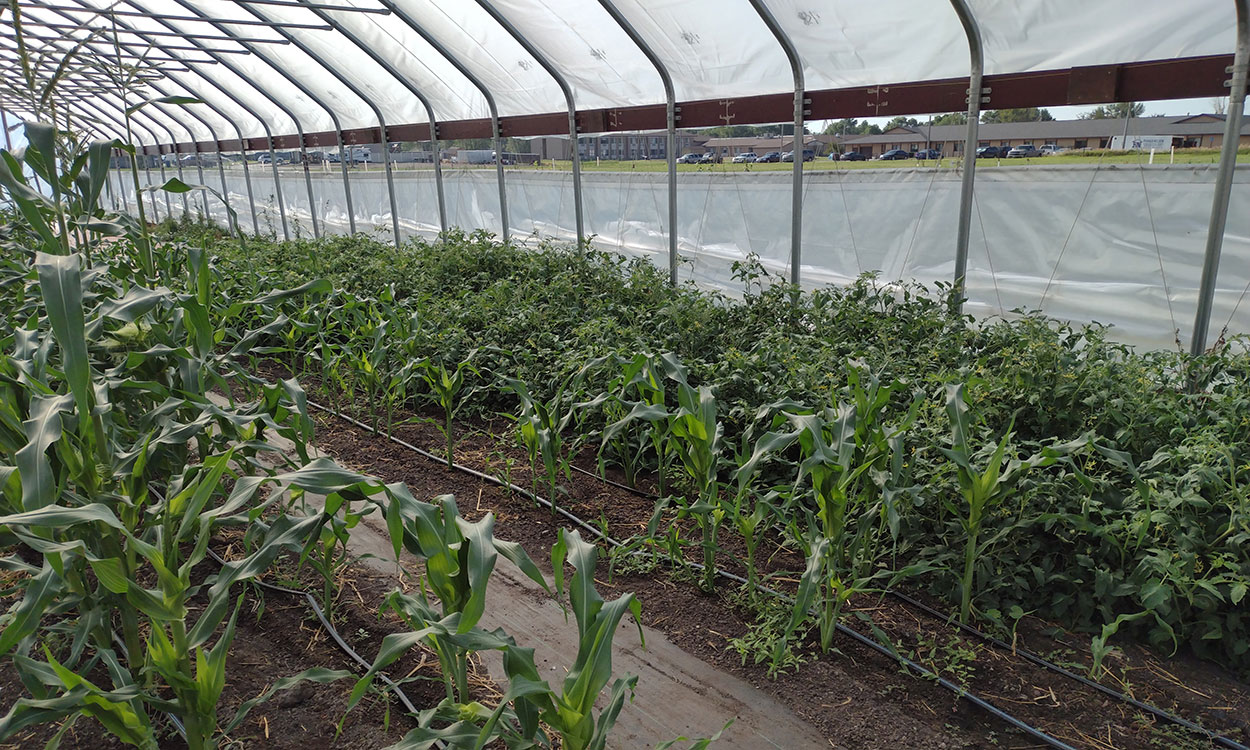 Variety of vegetables growing inside a high tunnel.