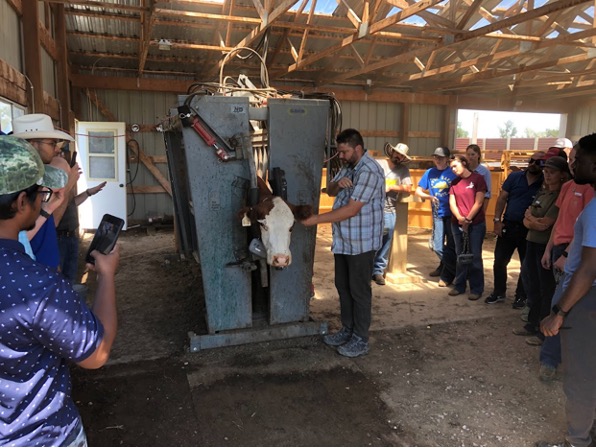 Participants of the 2023 Precision Livestock Field School at the SDSU Cottonwood Field Station cattle working facility, learning how to deploy virtual fencing collars on live beef cattle using a cattle chute led by Jameson Brennan, assistant professor and SDSU Extension Livestock Grazing Specialist. (Photo courtesy of Hector Menendez)