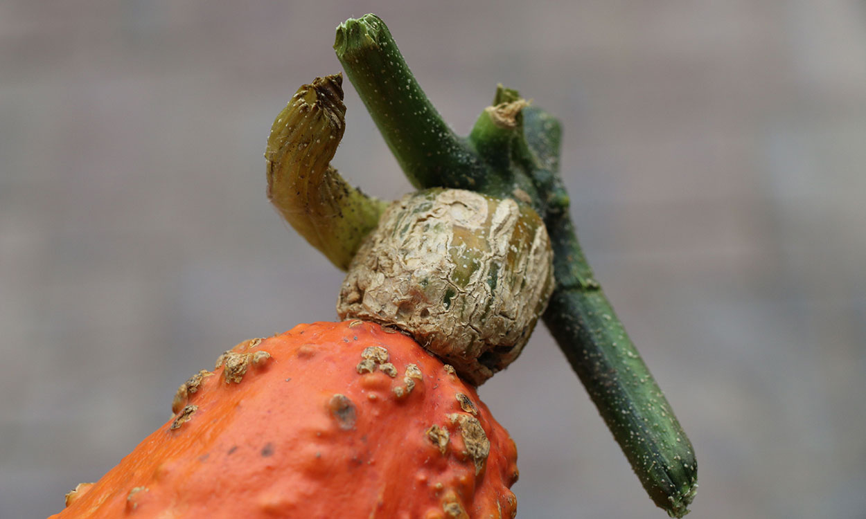 A corky, stem at the top of a bumpy, orange squash.