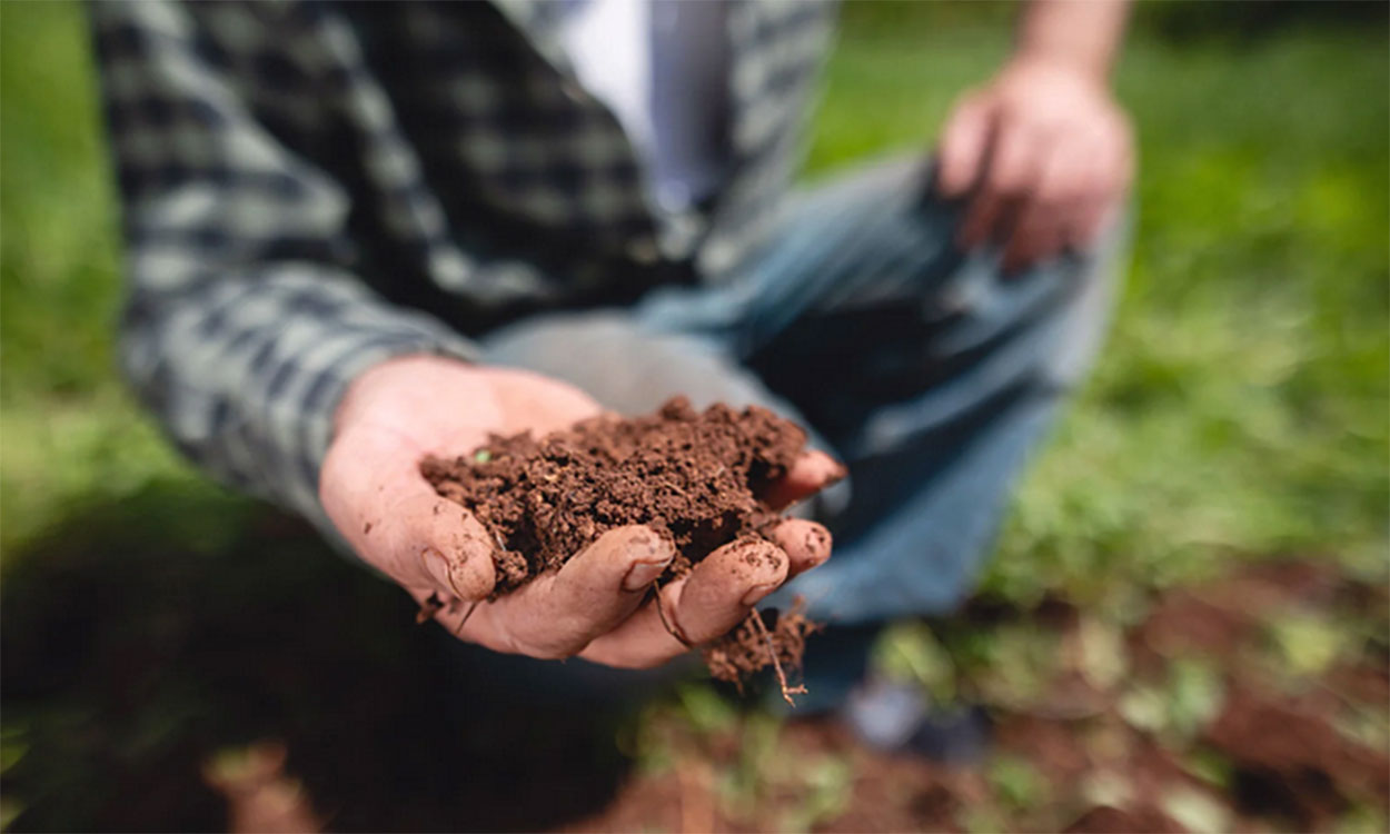 Gardener holding a handful of healthy soil.