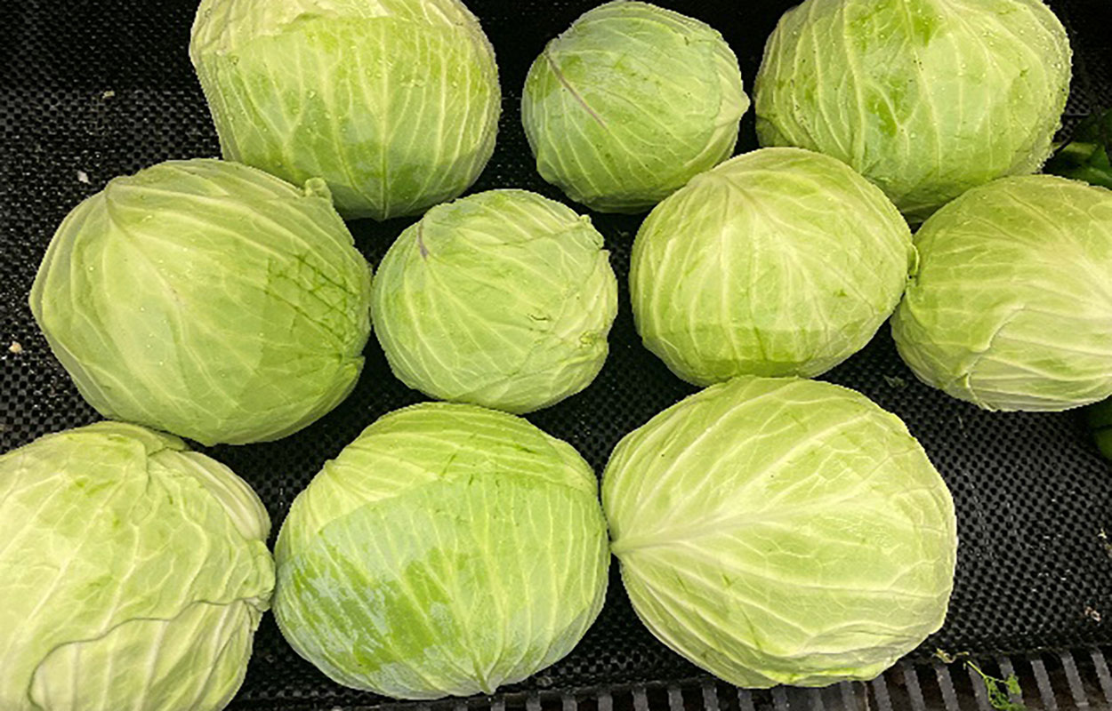 Variety of cleaned, harvested cabbages on grocery store shelf.
