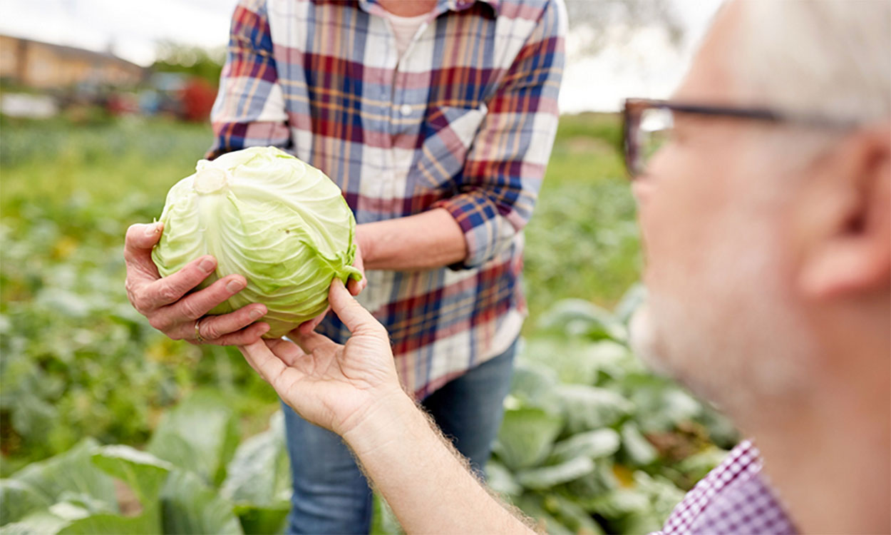 Couple harvesting cabbage in a large garden.