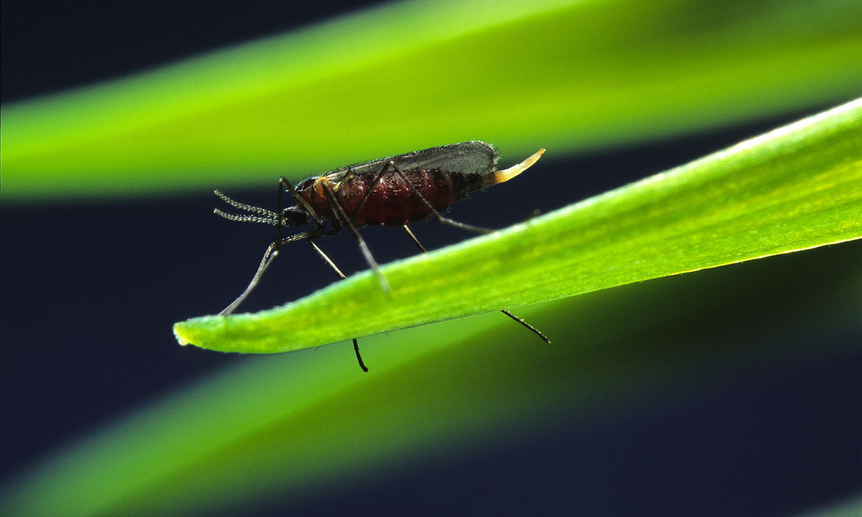 A female Hessian fly on a blade of wheat.