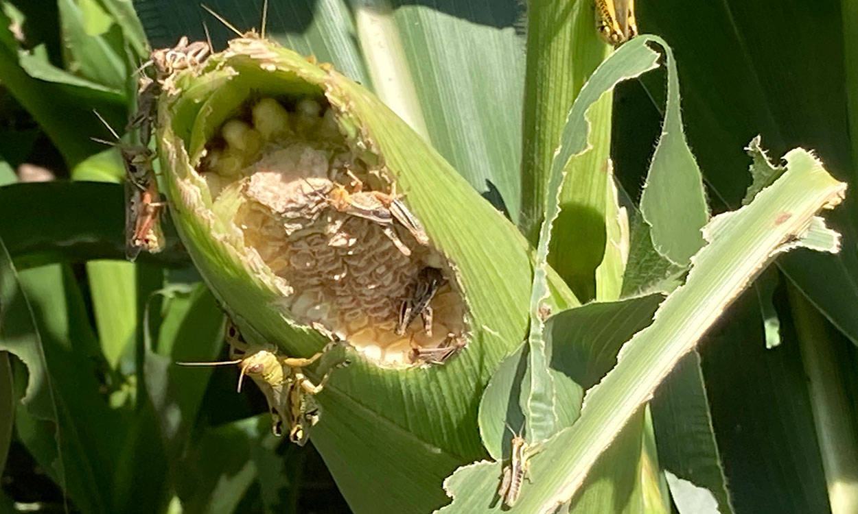 Multiple grasshoppers feeding on a corn ear.