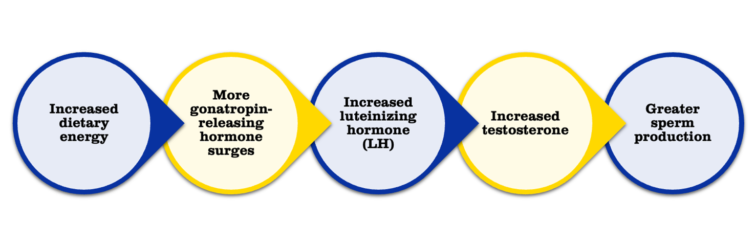 Diagram outlining the cascade of signals leading to increased sperm production in rams. For a detailed description of this graphic, please call SDSU Extension at 605-688-6729.