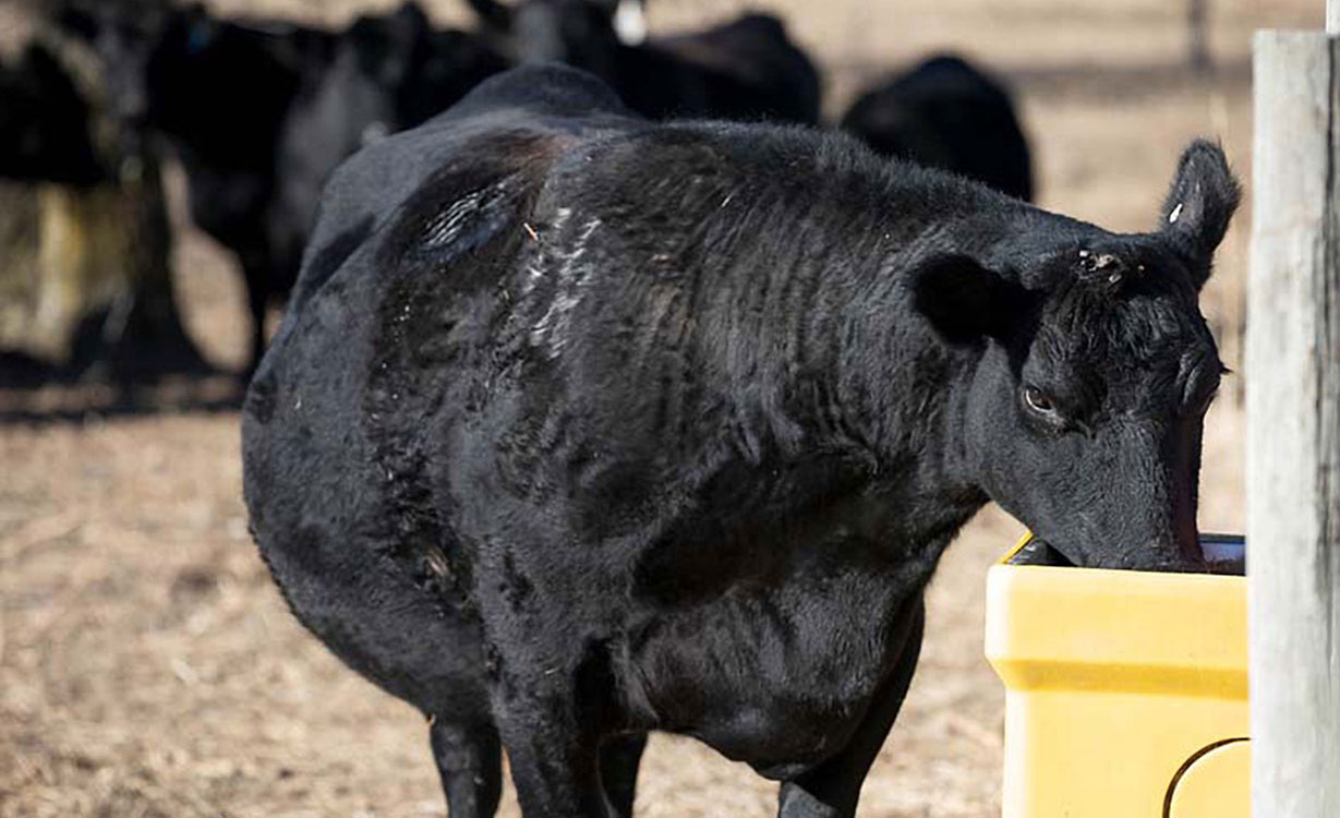 Black angus cow drinking from a waterer.