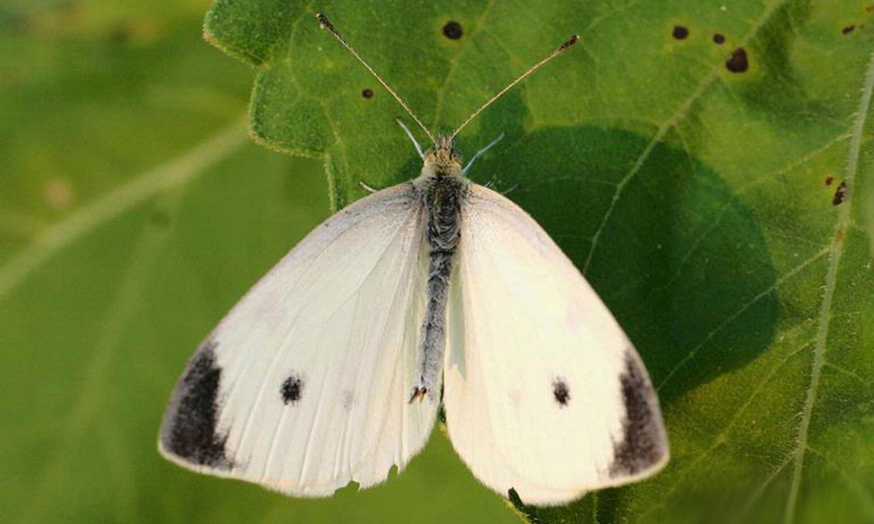 White butterfly with black markings on wings, resting on a green leaf.