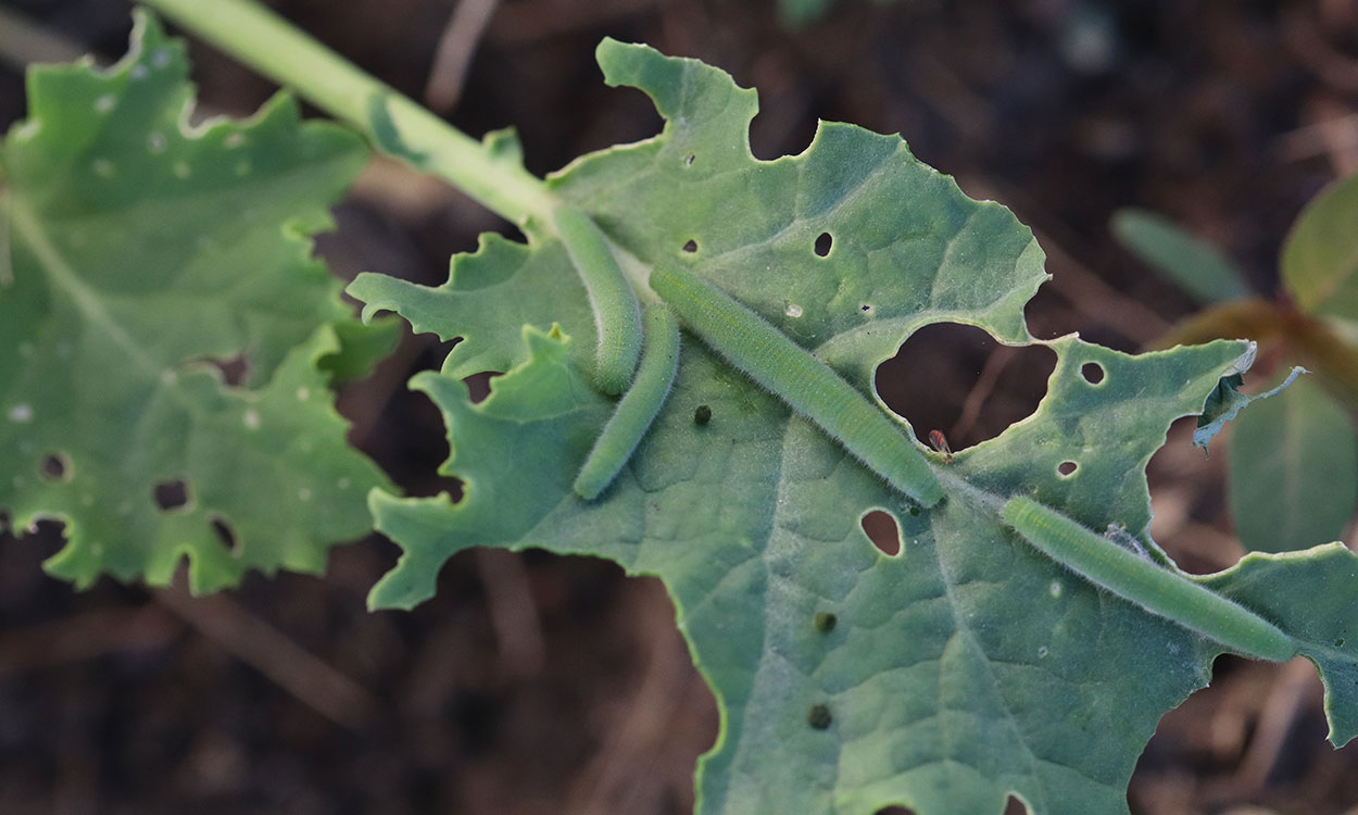 Four green caterpillars feeding on a leaf of green kale.