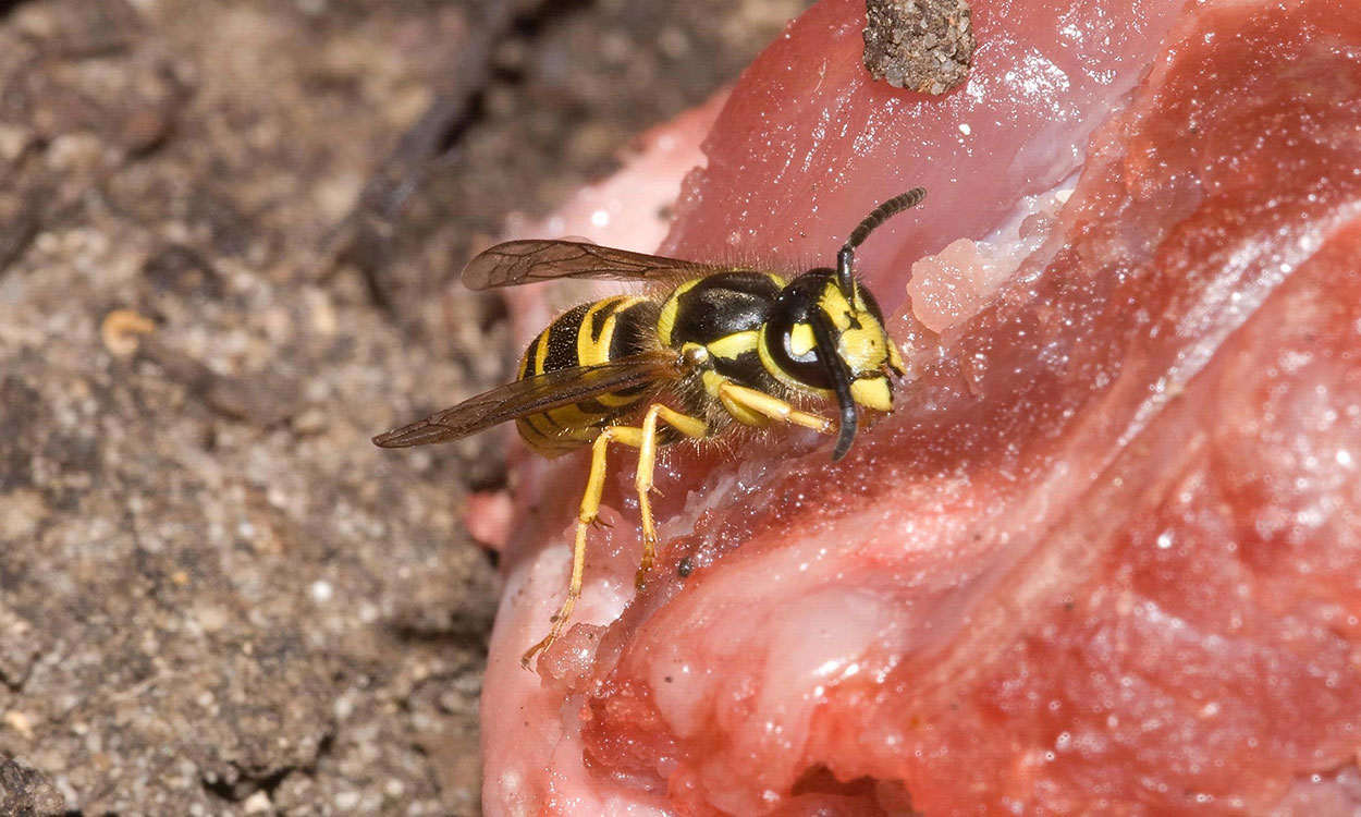 Yellowjacket feeding on decaying produce.