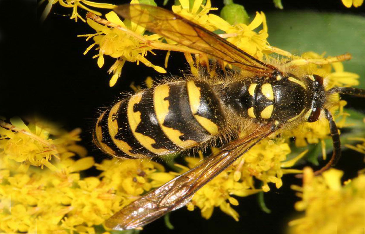 Winged insect with black and yellow stripes on its body on a yellow flower.