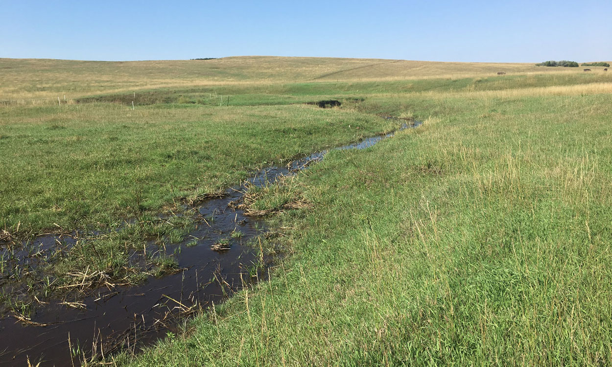 Fall pasture with cool-season grass greening up throughout.