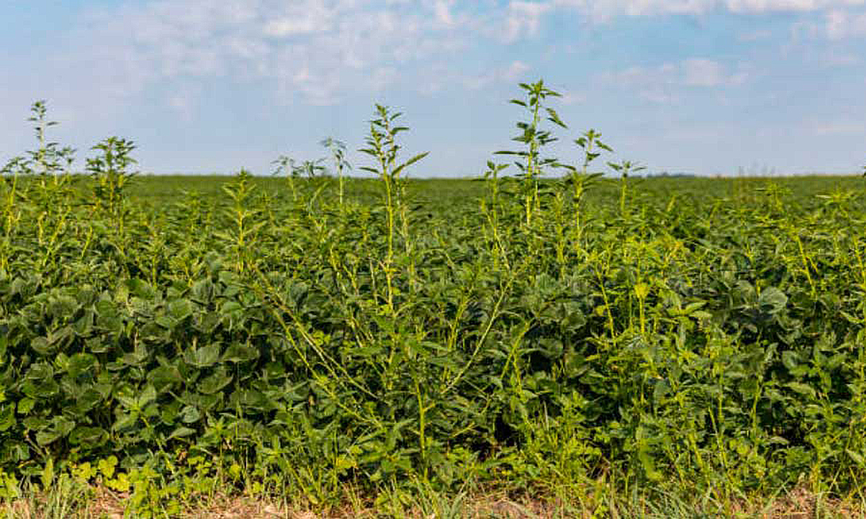 Waterhemp growing at the edge of a soybean field nearing harvest.