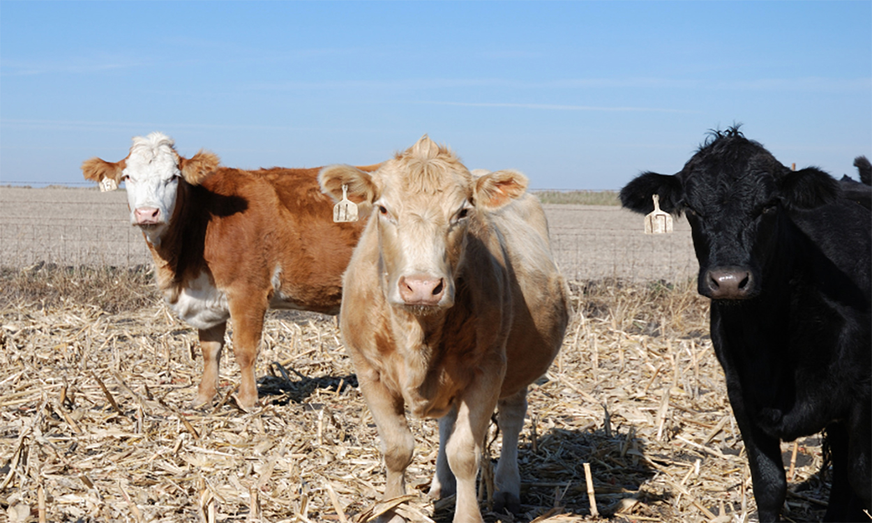 Mixed cattle grazing corn stalks.