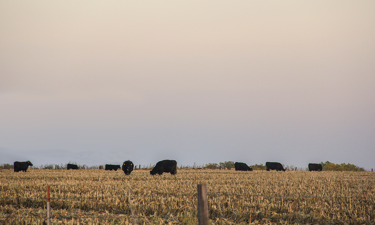 Cattle grazing corn stalks.