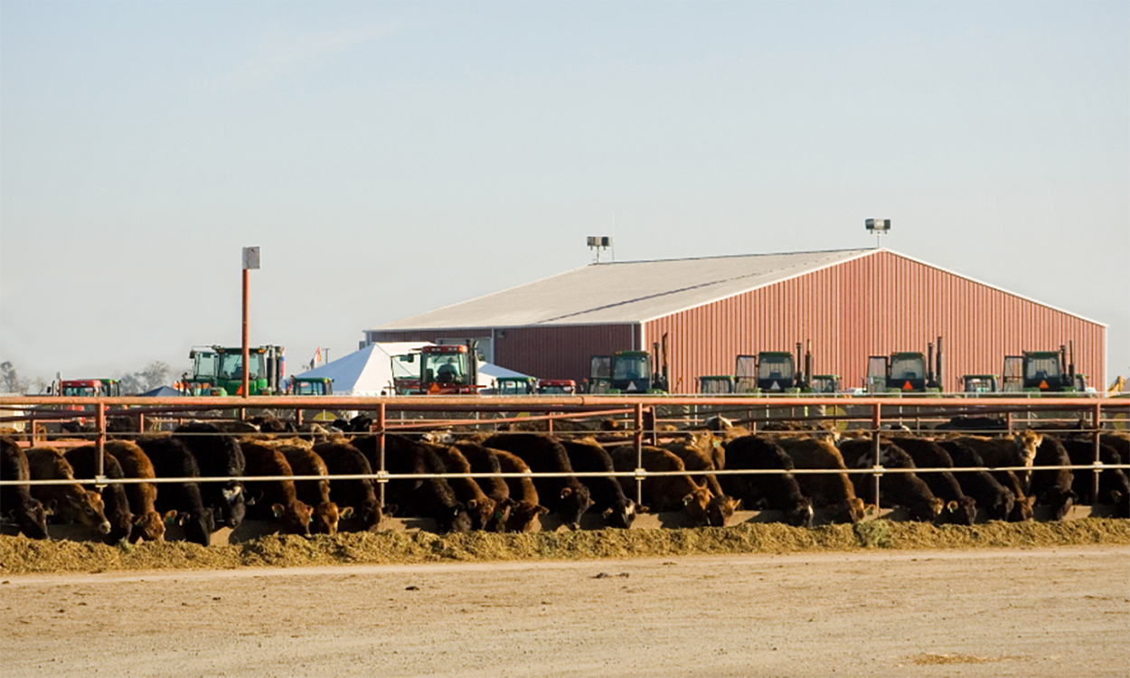 Several cattle feeding at a sale barn.