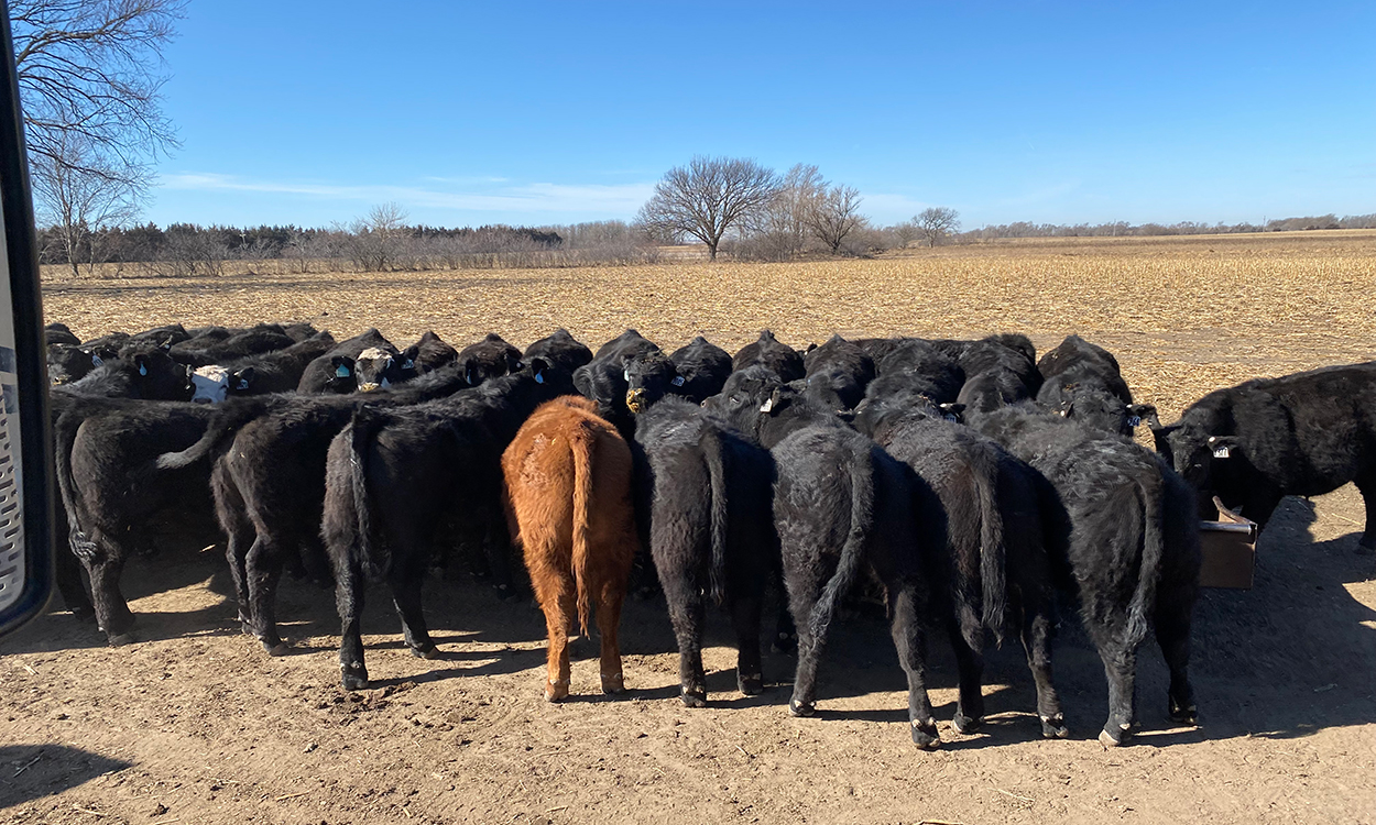 Mixed calves at an in-field bunk feeder.