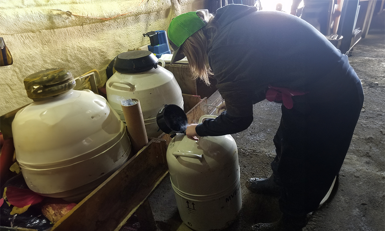 Artificial Insemination school attendee working with a liquid nitrogen filled semen tank.