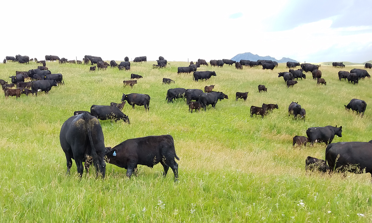 Several cows and cow-calf pairs at pasture.