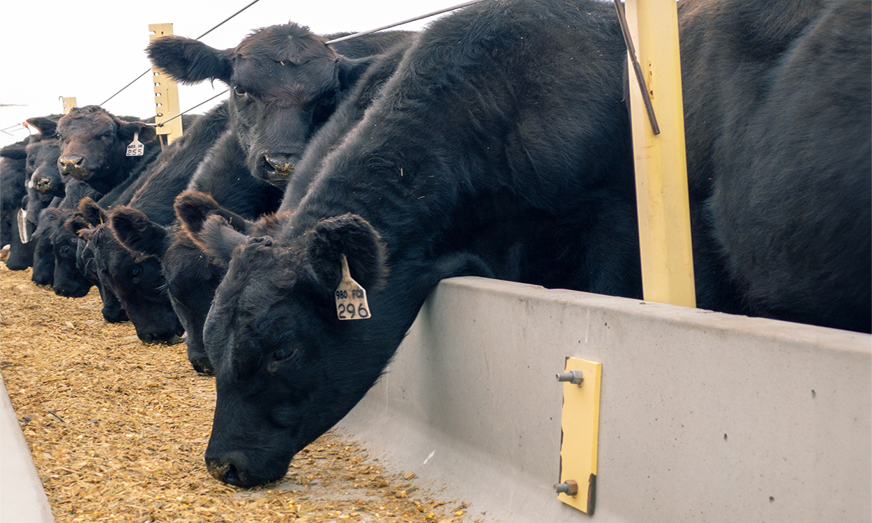 Blank angus cattle at a concrete feed bunk.