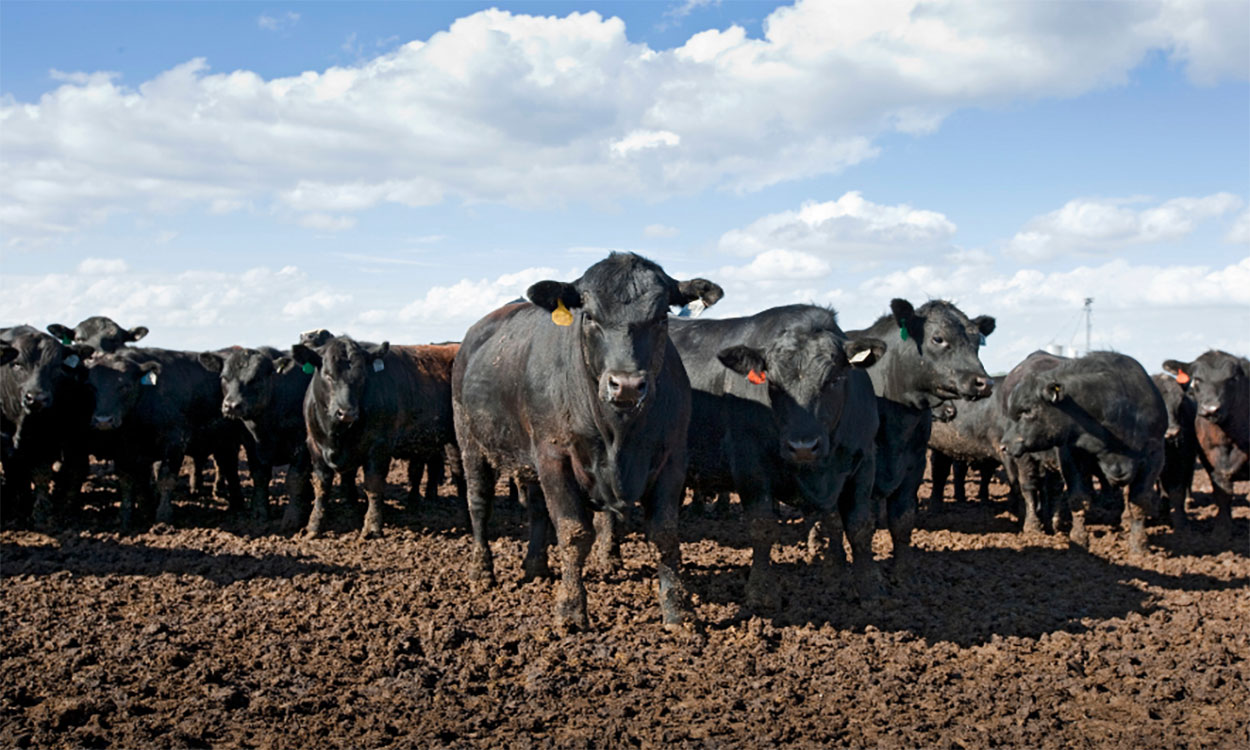 Black angus cattle in a feedlot.