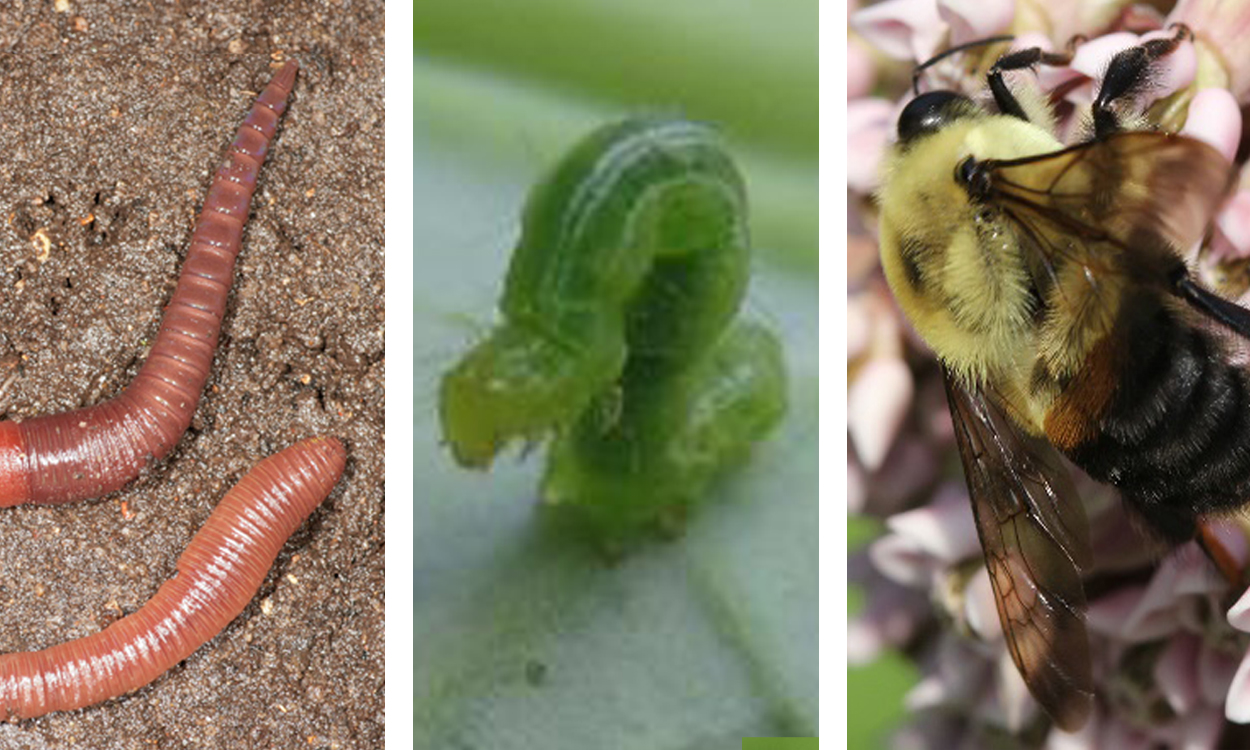 Adult red earthworm, cabbage looper, and brown-belted bumble bee.