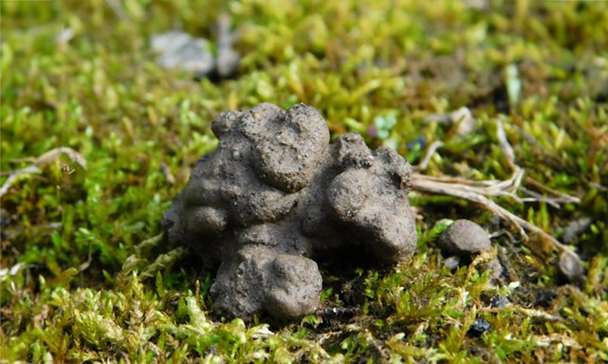 Dark gray, clumped castings on a mossy surface