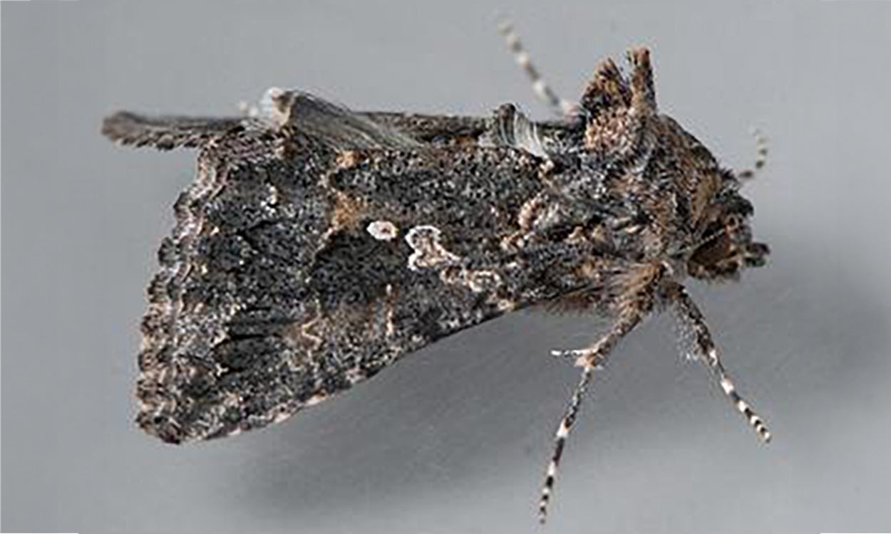 Mottled grey and tan moth on grey background