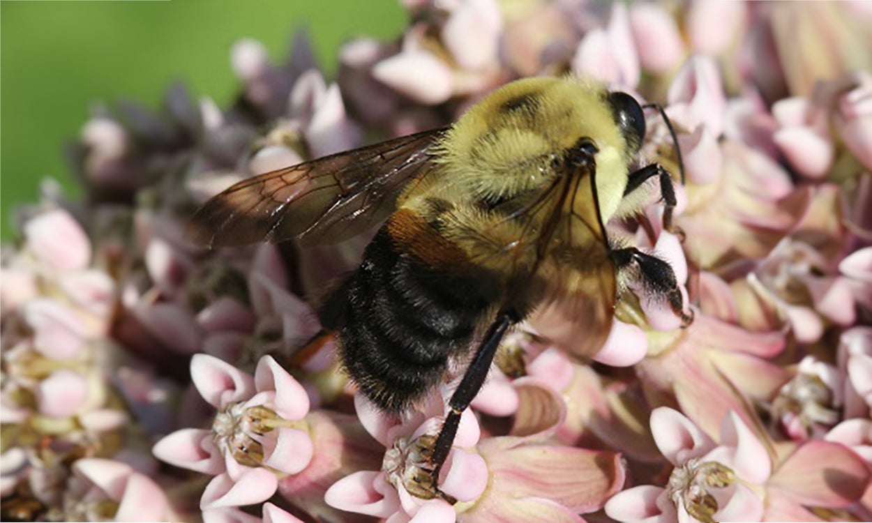 Fluffy yellow and black bumble bee pollinating pink flowers