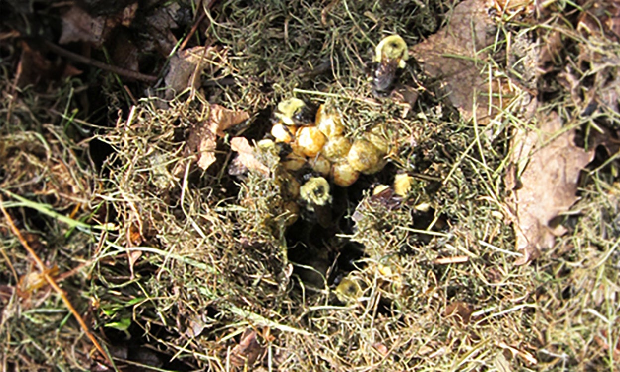 bumble bees around their nest surrounded by dried grass clippings