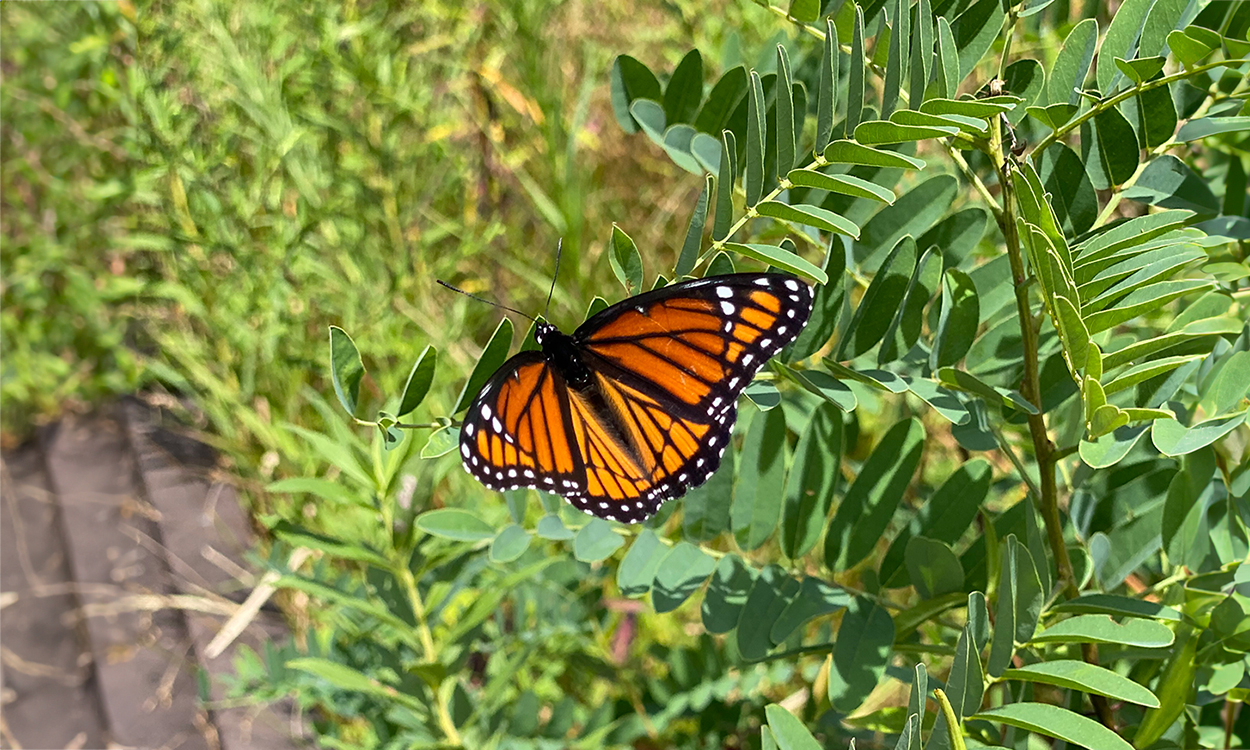 A medium orange and black butterfly resting with its wings open on small green leaves in a grassy area.