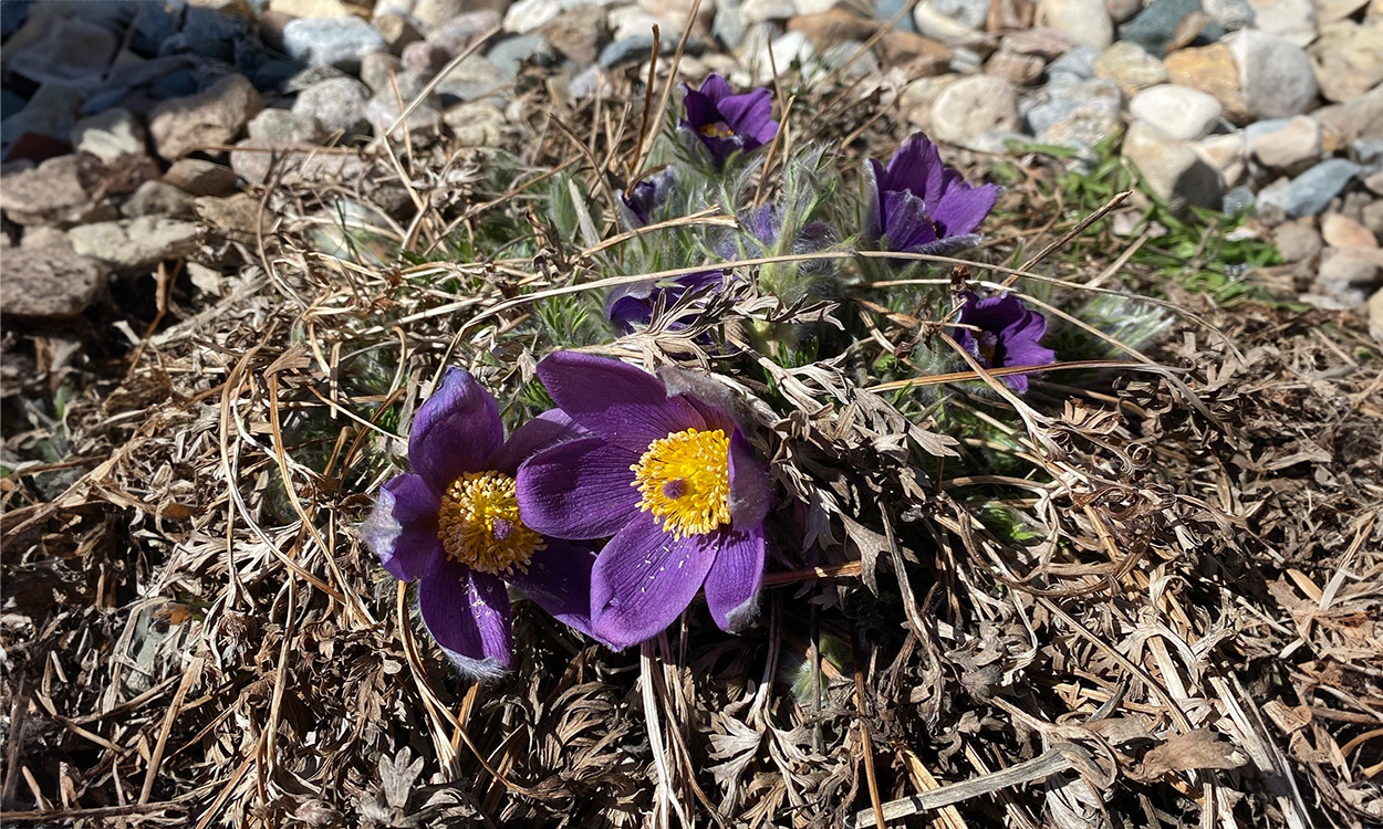 a picture large purple flowers with yellow centers surrounded by dead leaves and grey landscaping rocks.