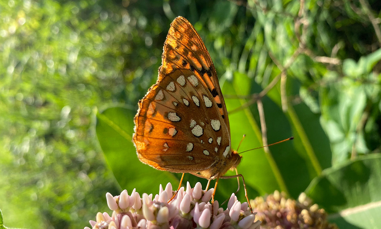 A large orange butterfly with white spots feeding on a pale pink flower in a green grassy area.