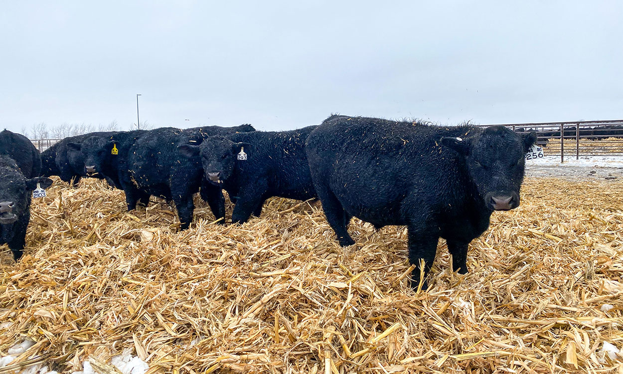 Group of bulls in a pen with winter bedding.