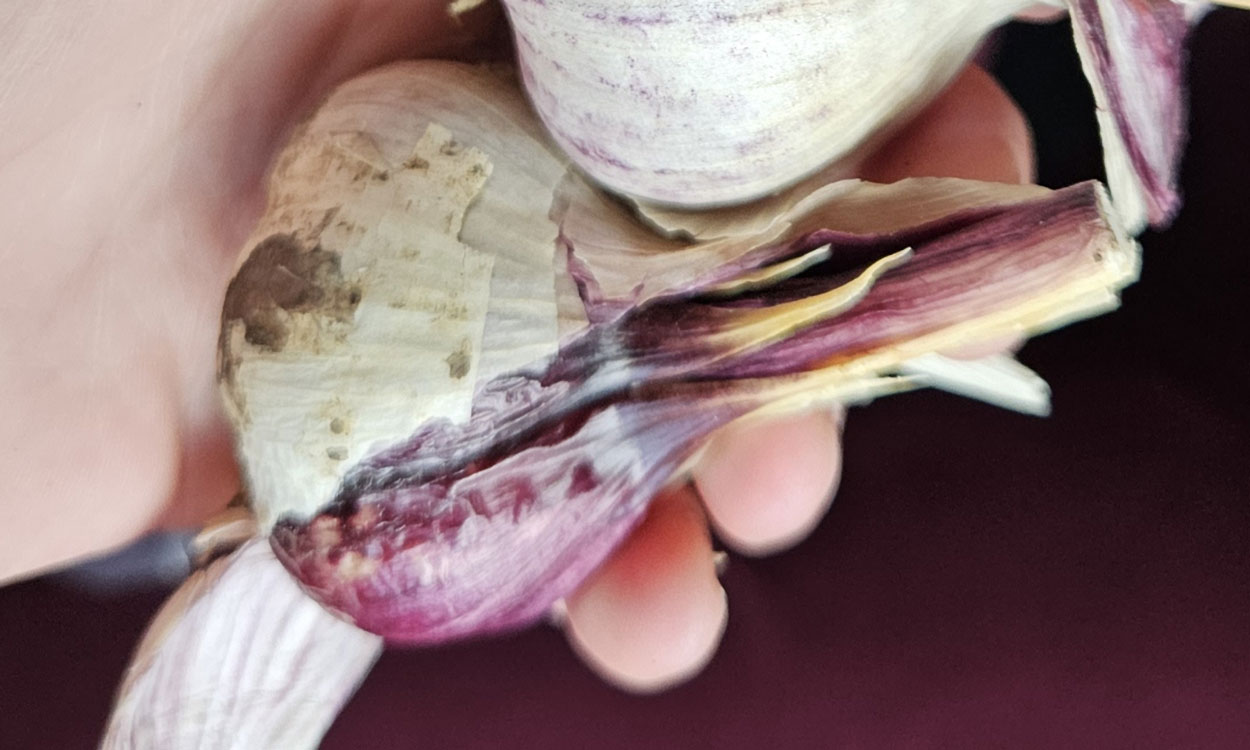 Head of garlic with discoloration due to Embellisia Skin Blotch.