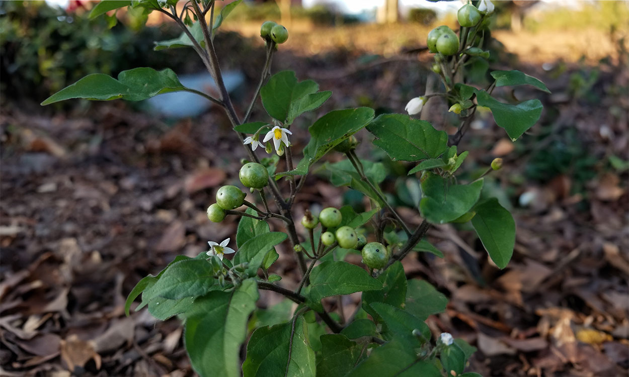 Solanum ptychanthum plant profile.