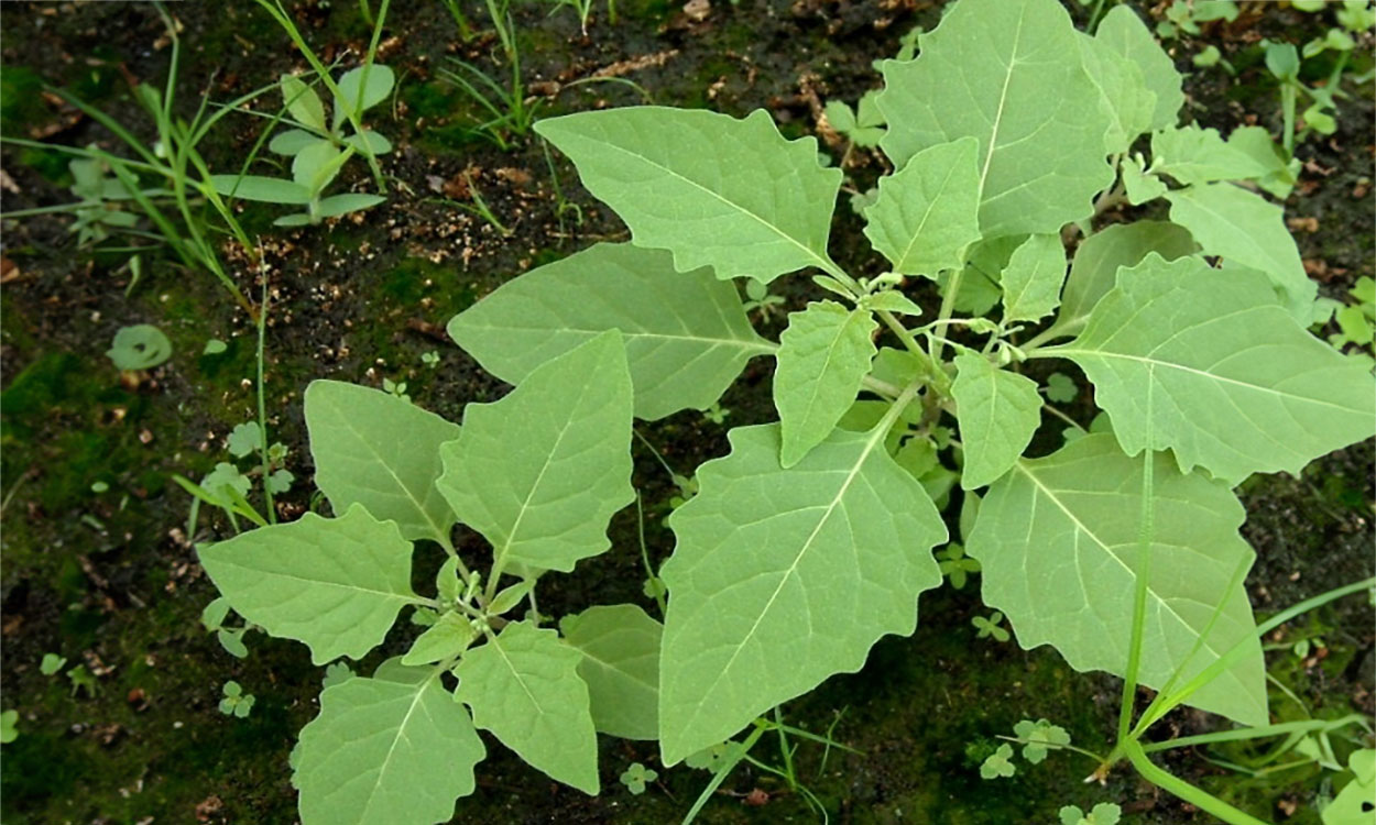 Volunteer Solanum ptychanthum growing in a wooded area.