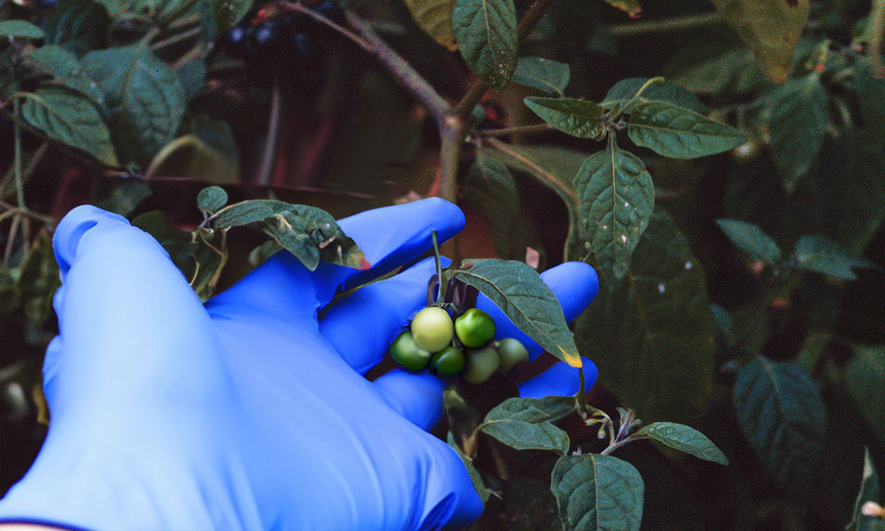 Gloved hand examining Solanum ptychanthum fruit.