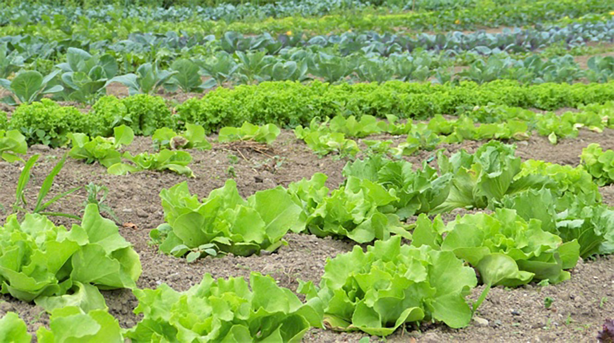Several rows of leafy green vegetables growing in a field.