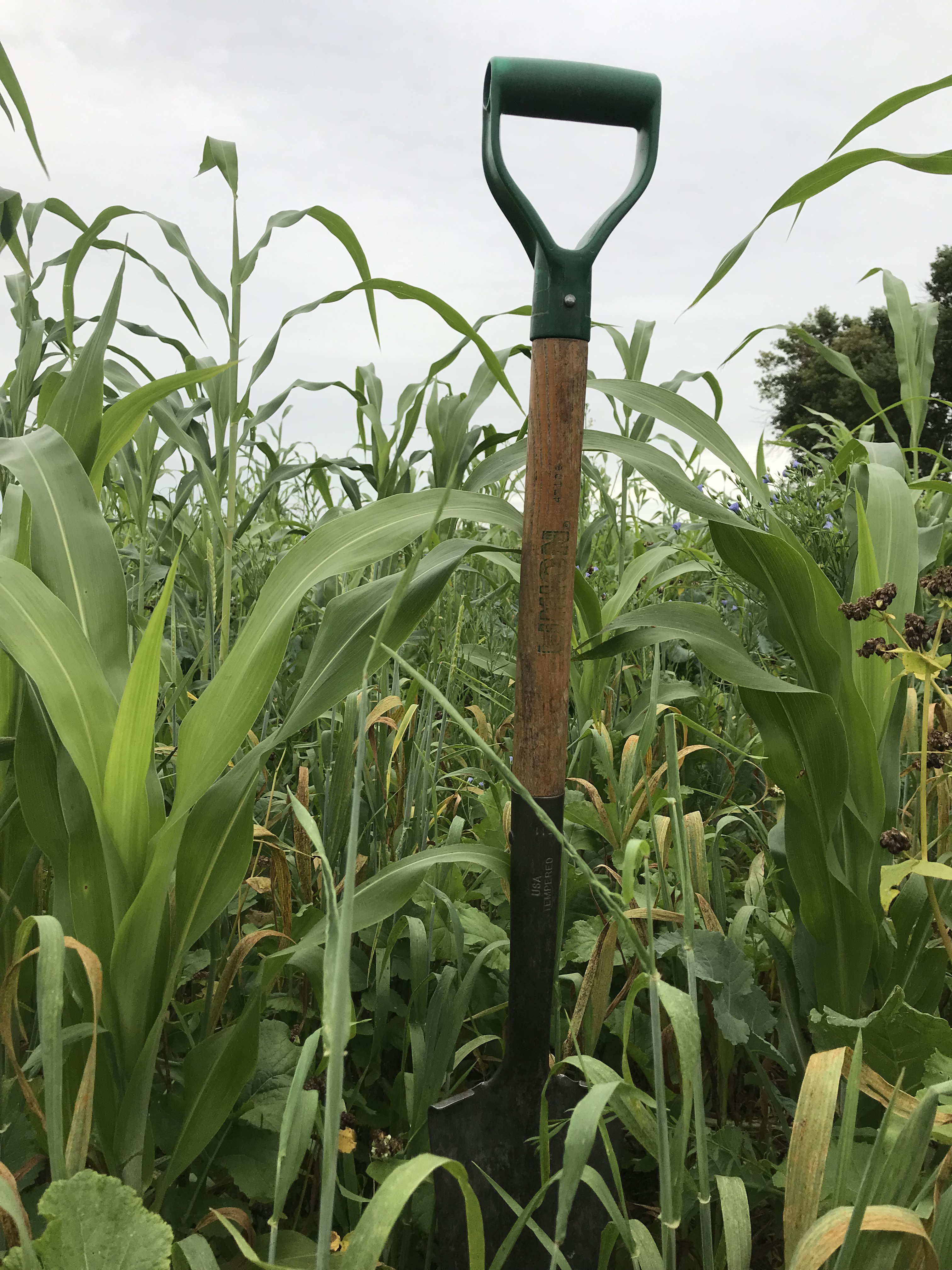 A spade stands upright in a corn field with tall, green corn stalks around it