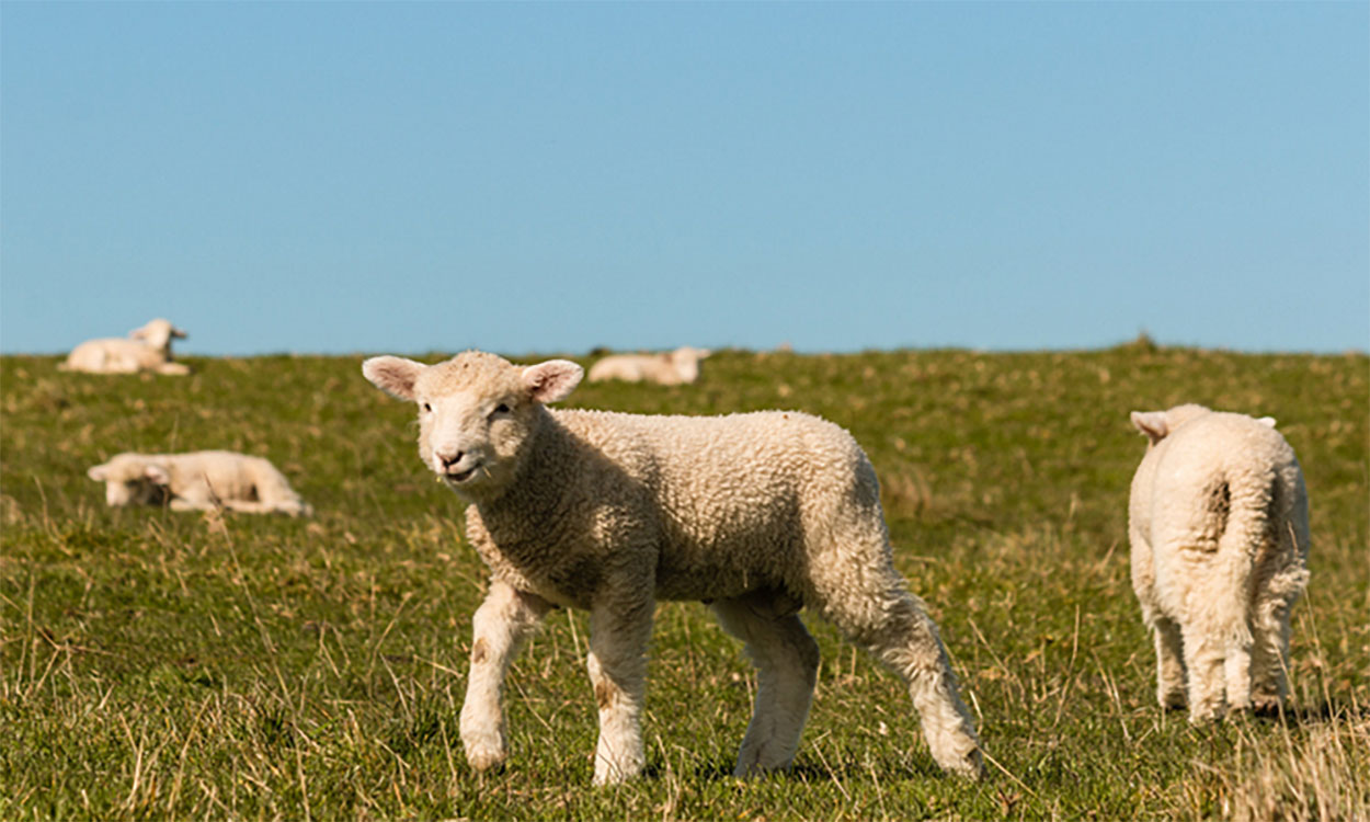 Flock of young lambs grazing fall pasture.