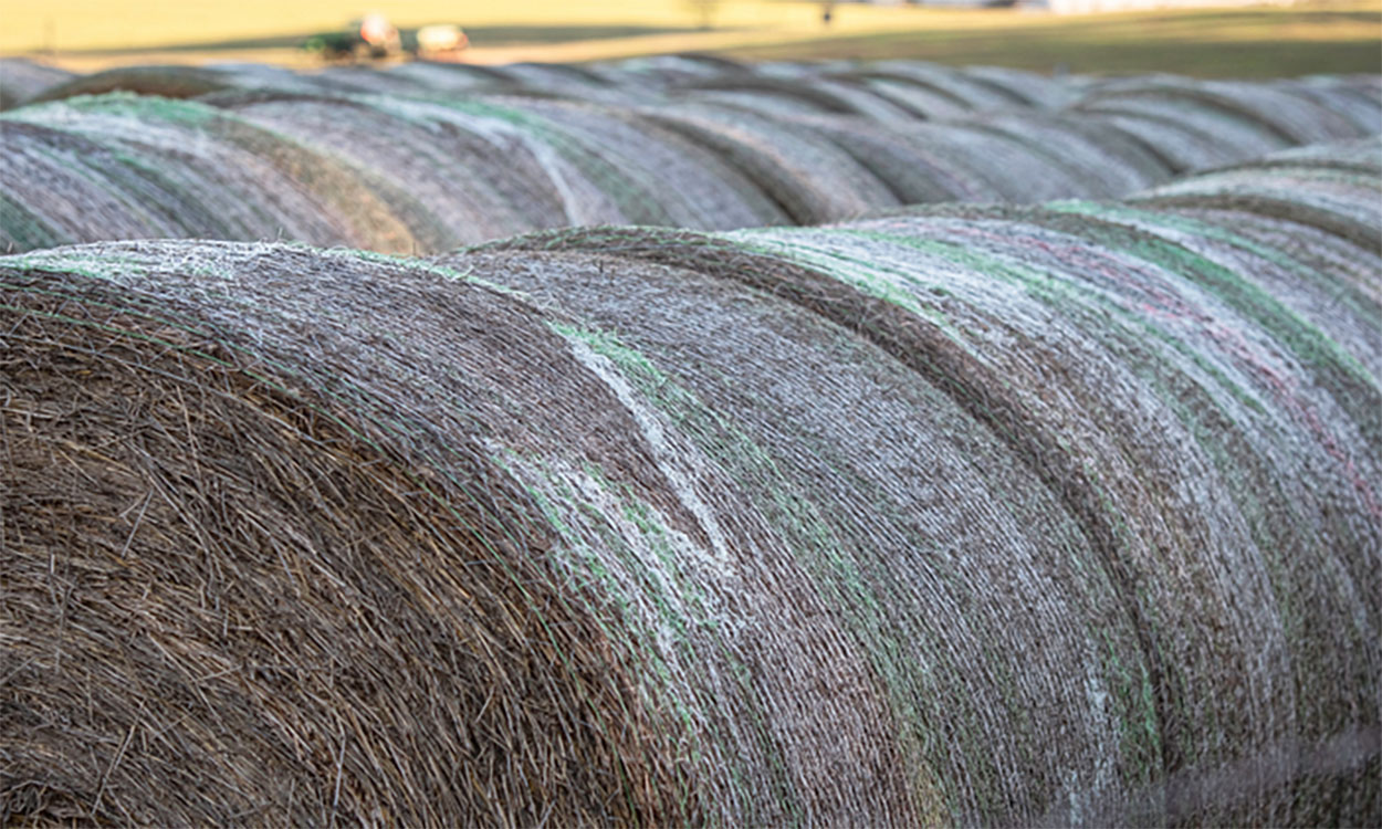 Rows of net-wrapped round hay bales.