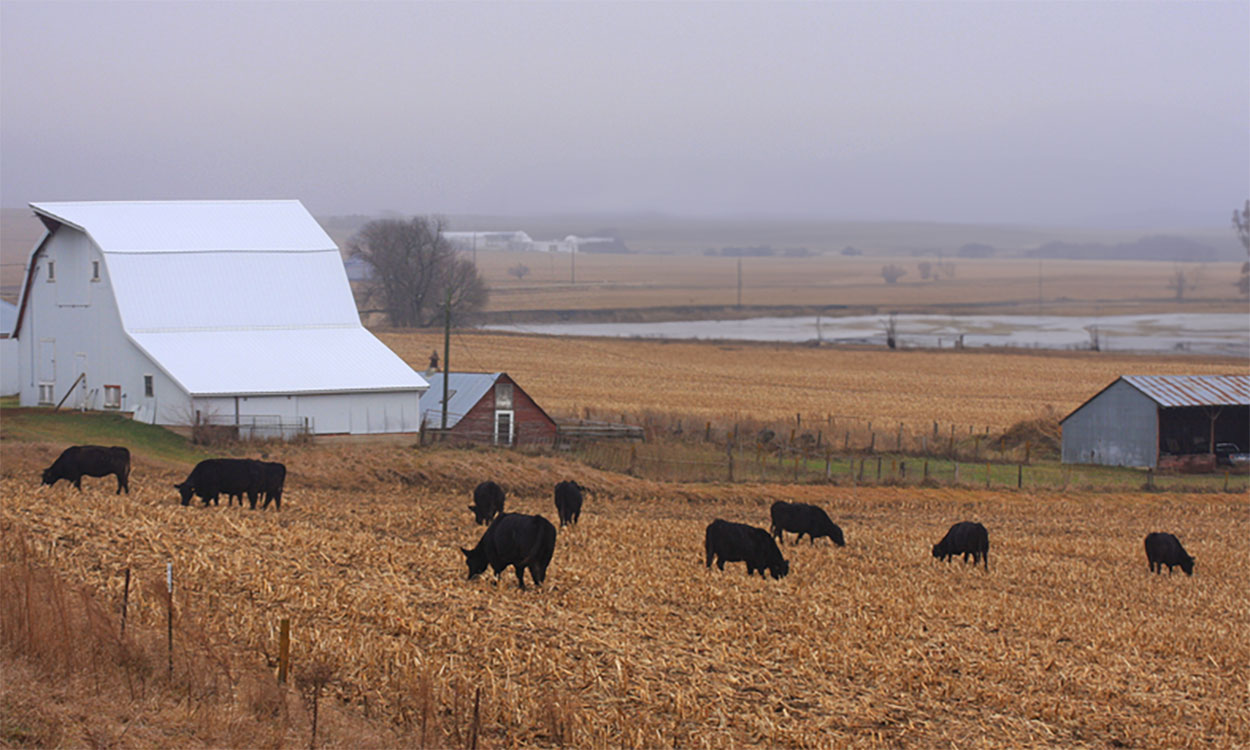 Cattle graze corn residue near a farmyard in late fall.
