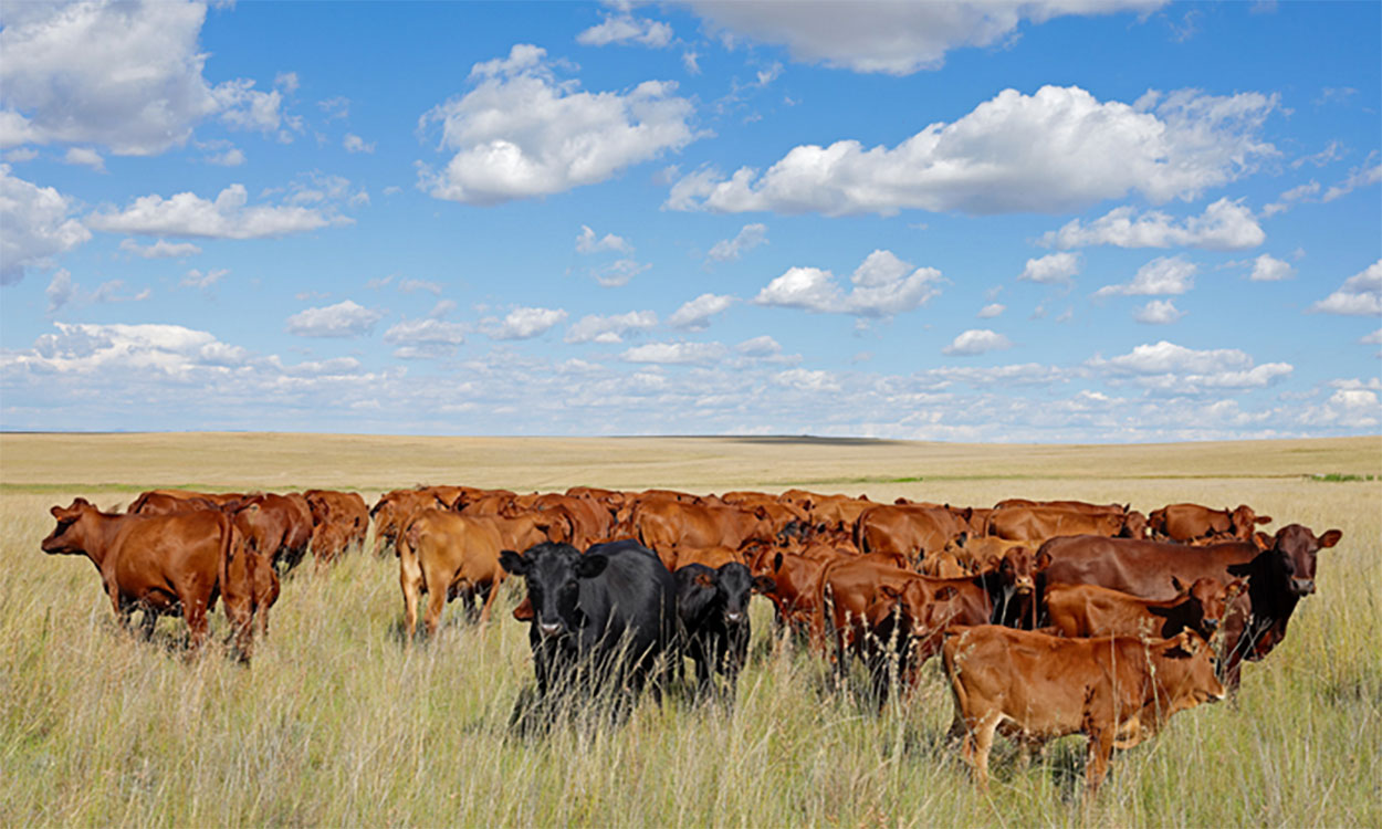 Herd of mixed cattle grazing a vast, open rangeland.