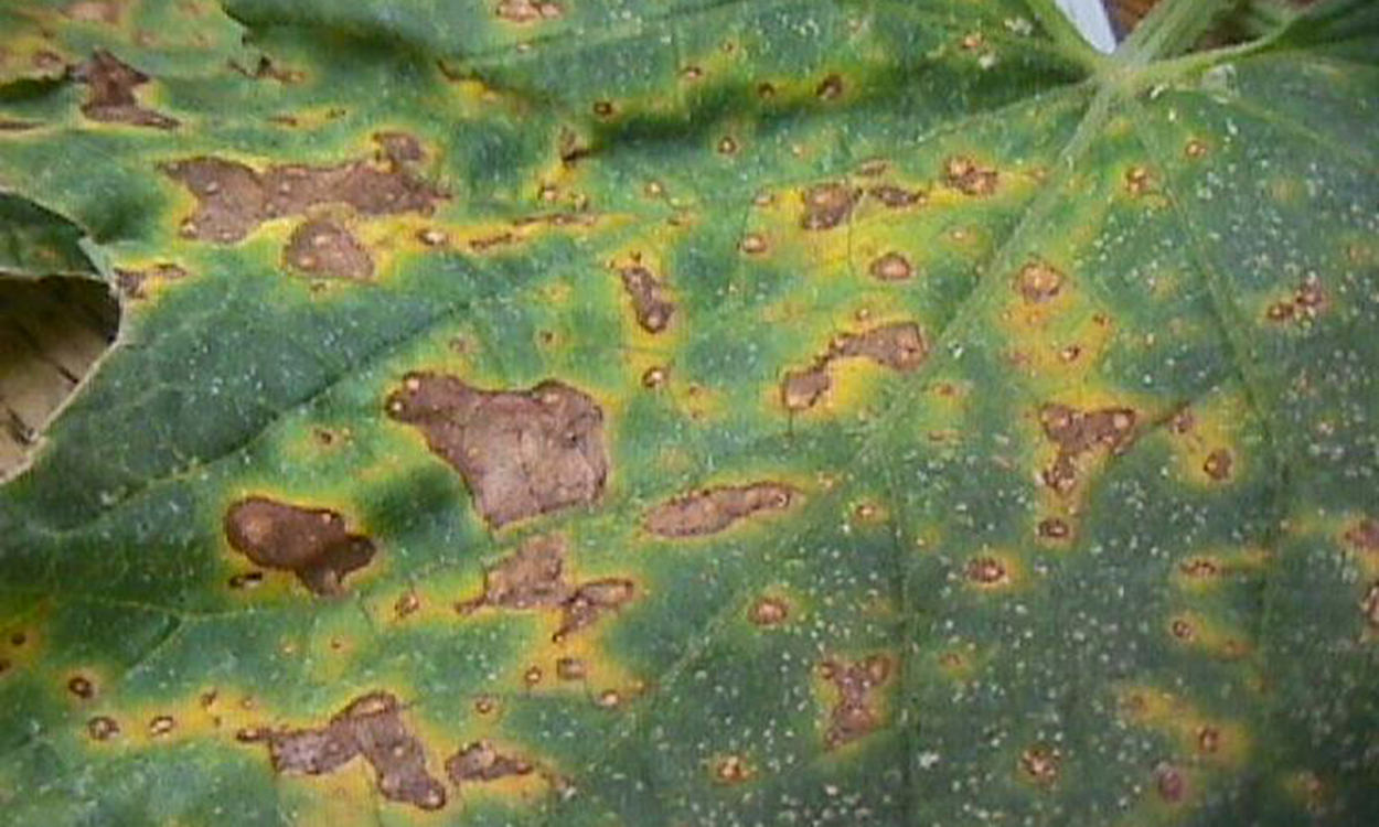 Alternaria leaf spot symptoms appearing as brown, haloed cankers throughout the leaves of a cucurbit plant.