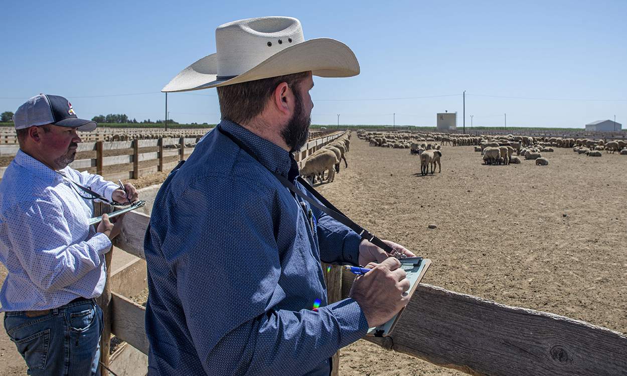 Two sheep producers observing sheep in a corral.