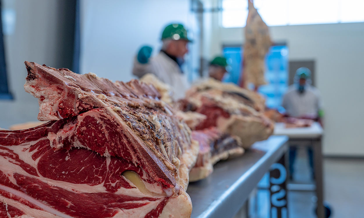 Beef carcass prepped for evaluation in a meat lab.
