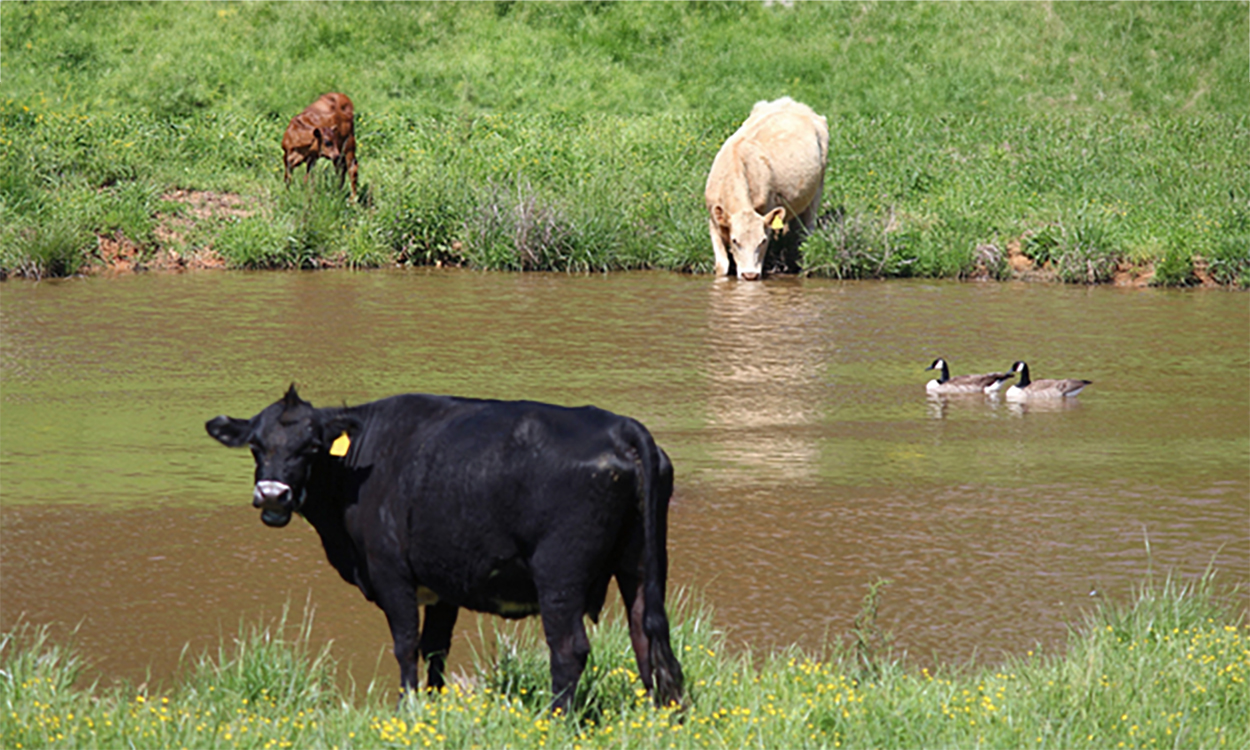 Cattle drinking from a stock pond with two geese resting on the water.